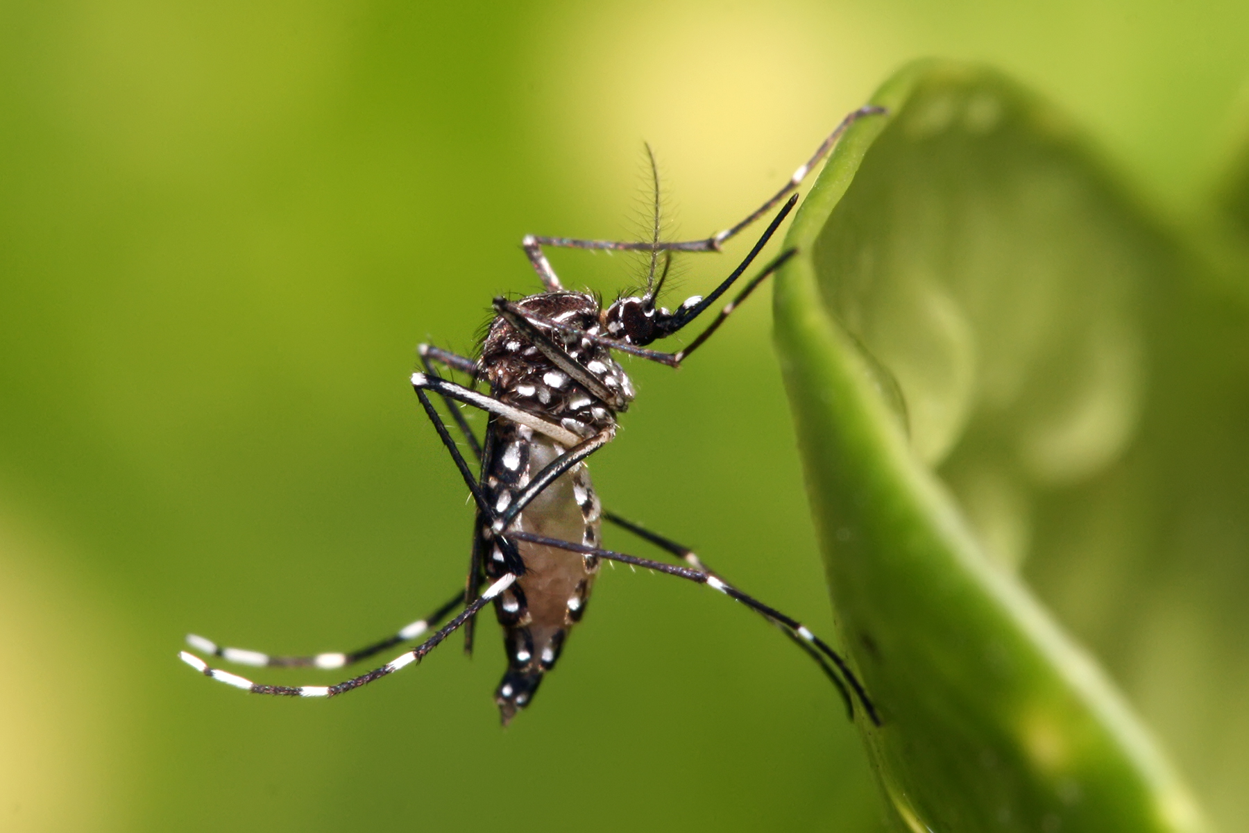 Sốt xuất huyết Dengue là bệnh truyền nhiễm cấp tính do virus Dengue. Bệnh gây ra khi người bệnh bị muỗi vằn mang mầm bệnh đốt.